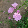 Sléz velkokvětý (Malva alcea)