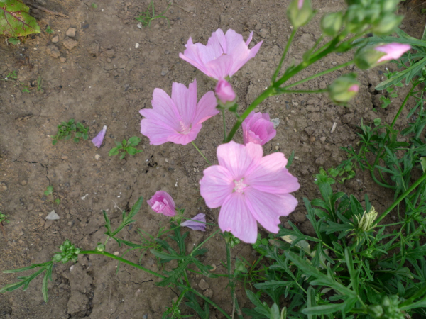 Sléz velkokvětý (Malva alcea)