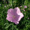 Sléz velkokvětý (Malva alcea)