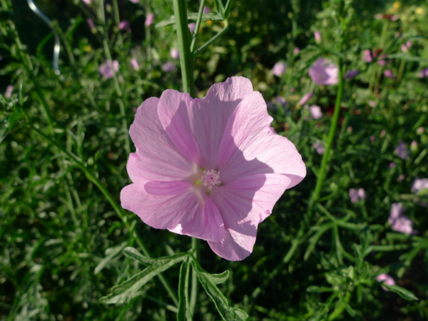 Sléz velkokvětý (Malva alcea)