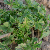 Sléz velkokvětý (Malva alcea)