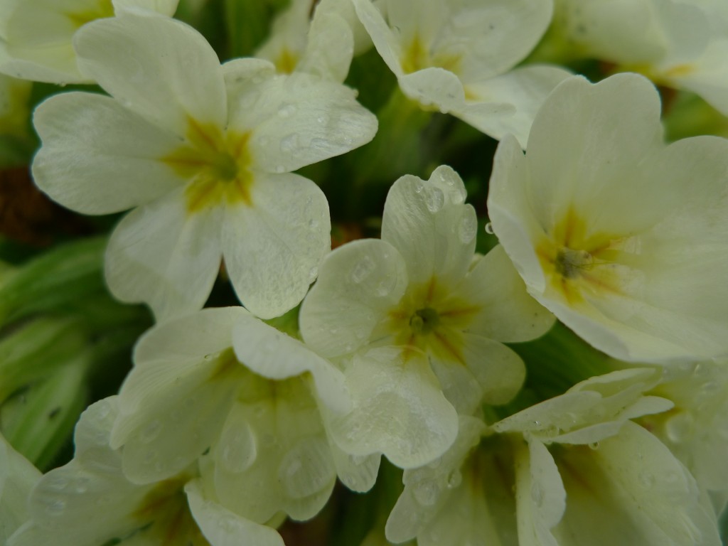 Prvosenka bezlodyžná (Primula vulgaris)
