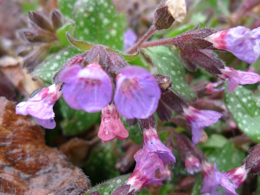 Plicník lékařský (Pulmonaria officinalis)