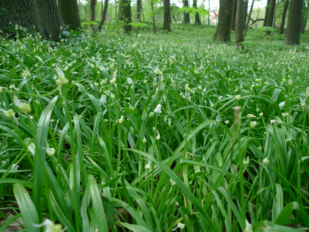 Česnek podivný, Allium paradoxum