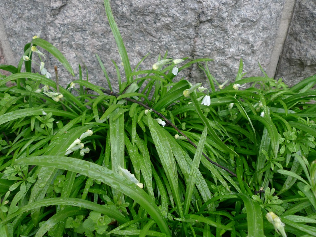 Česnek podivný (Allium paradoxum)