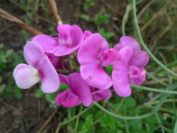 Hrachor širolistý (Lathyrus latifolius