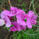 Hrachor širolistý (Lathyrus latifolius