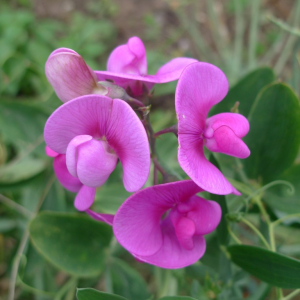 Hrachor širolistý (Lathyrus latifolius