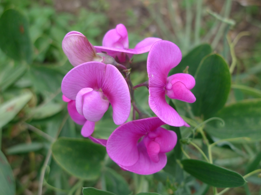 Hrachor širolistý (Lathyrus latifolius