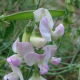 Hrachor širolistý (Lathyrus latifolius