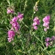 Hrachor širolistý (Lathyrus latifolius