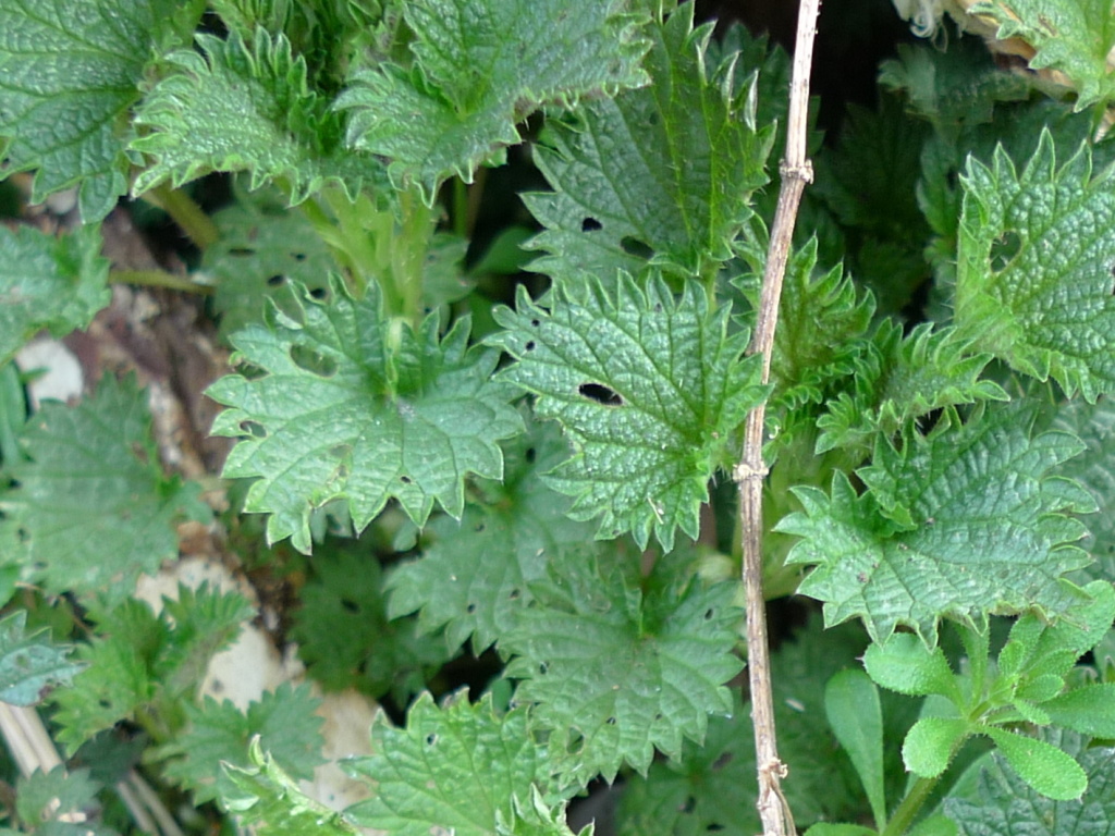 Kopřiva dvoudomá (Urtica dioica)