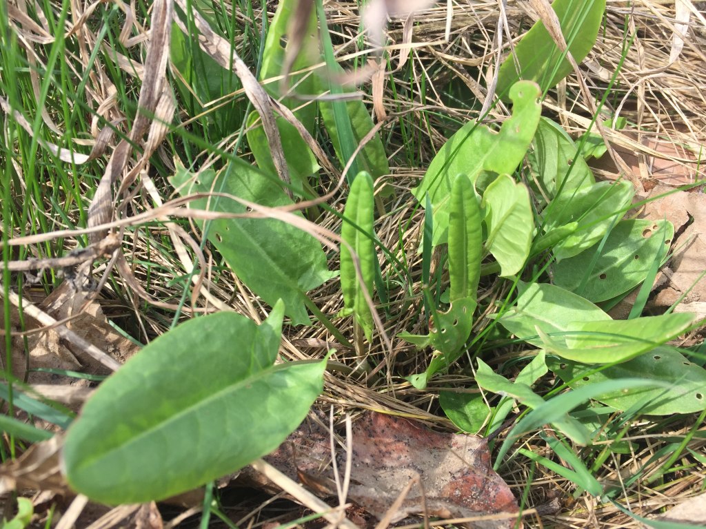 Šťovík kyselý (Rumex acetosa)