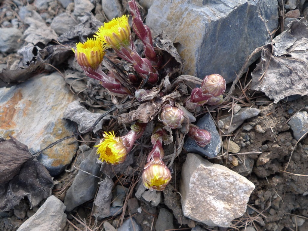 Podběl lékařský (Tussilago farfara)