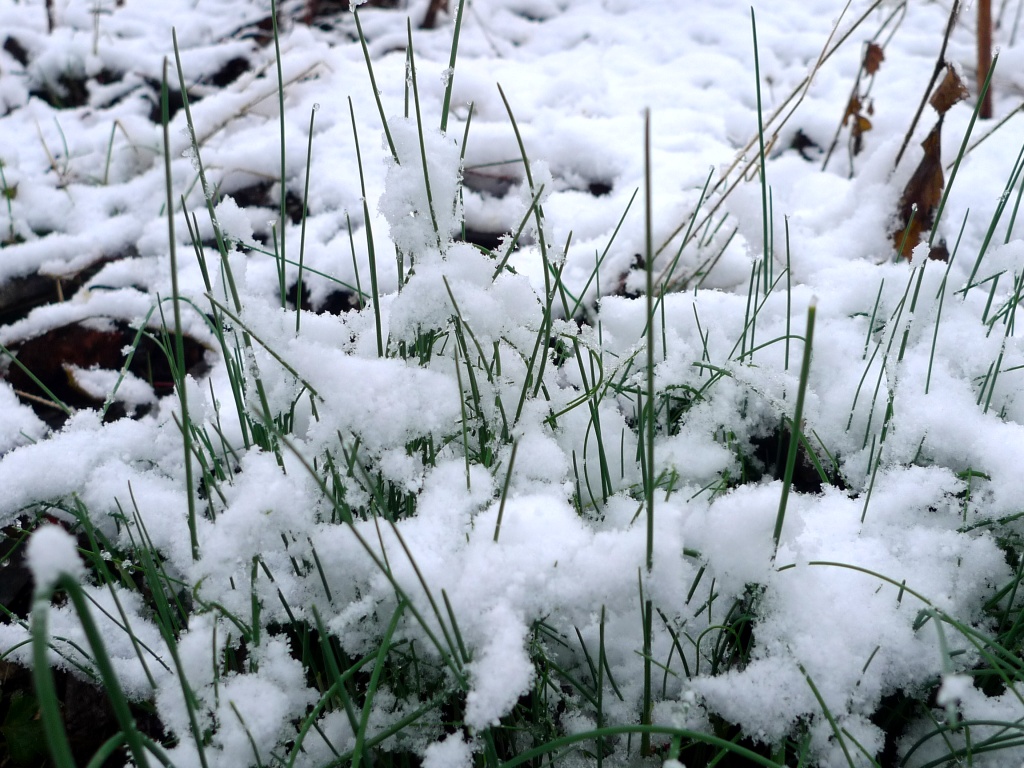 Česnek viničný (Allium vineale)