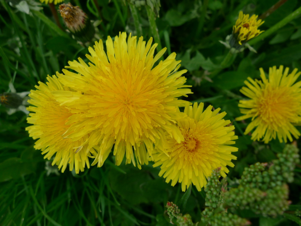 Pampeliška lékařská (Taraxacum officinale)