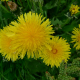 Pampeliška lékařská (Taraxacum officinale)