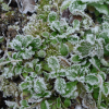 Kozlíček polní (Valerianella locusta)