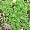 Kozlíček polní (Valerianella locusta)