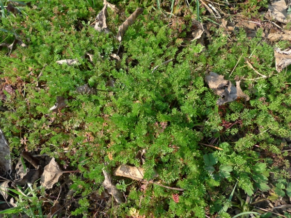 Vochlice hřebenitá (Scandix pecten-veneris)