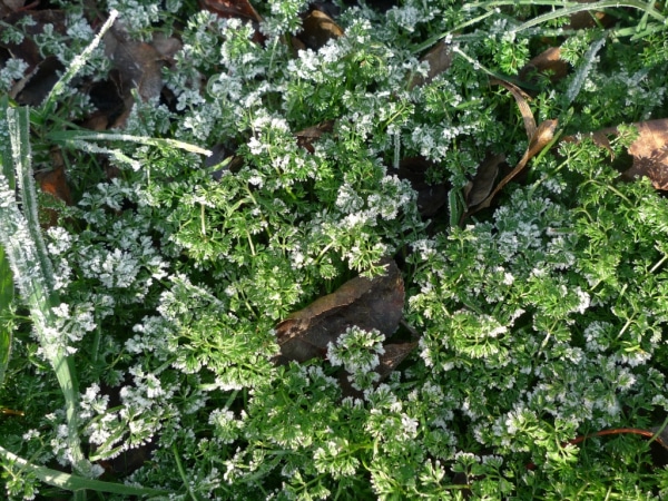 Vochlice hřebenitá (Scandix pecten-veneris)