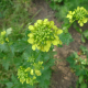 Barborka obecná (Barbarea vulgaris)