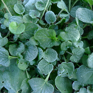 Barborka obecná (Barbarea vulgaris)