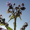 Brutnák lékařský (Borago officinalis)
