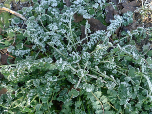 Krvavec menší (Sanquisorba minor)