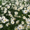 Kopretina bílá (Leucanthemum vulgare)