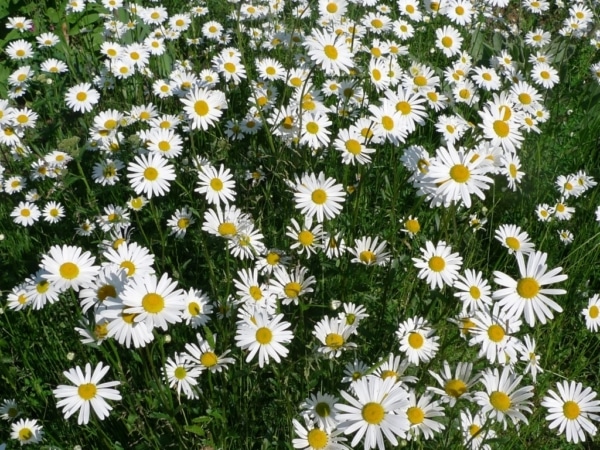 Kopretina bílá (Leucanthemum vulgare)