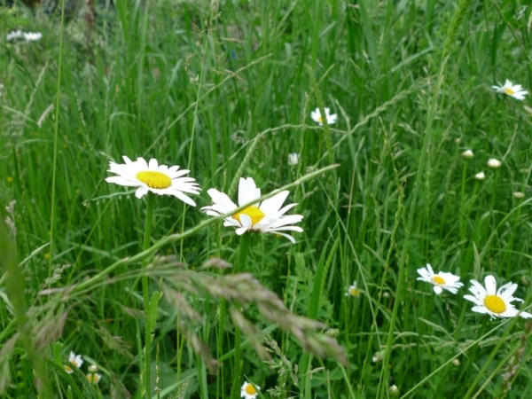 Kopretina bílá (Leucanthemum vulgare)