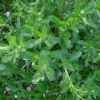 Kopretina bílá (Leucanthemum vulgare)