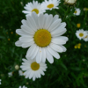 Kopretina bílá (Leucanthemum vulgare)
