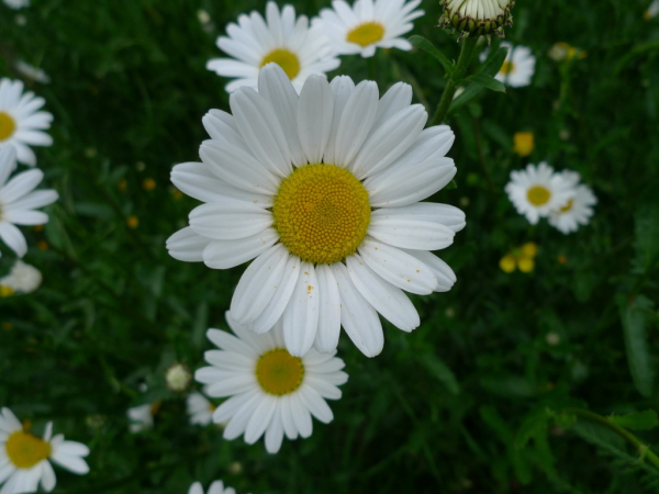 Kopretina bílá (Leucanthemum vulgare)