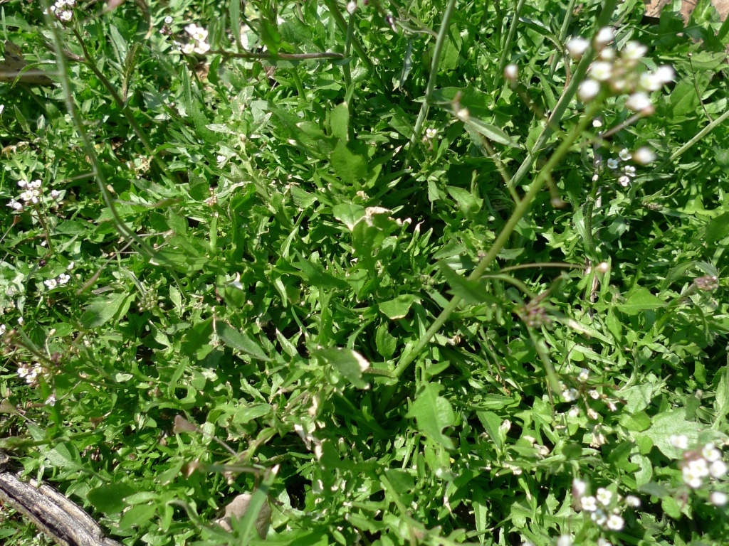 Kokoška pastuší tobolka (Capsella bursa-pastoris)