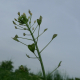 Kokoška pastuší tobolka (Capsella bursa-pastoris)
