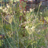 Fenykl obecný (Foeniculum vulgare)