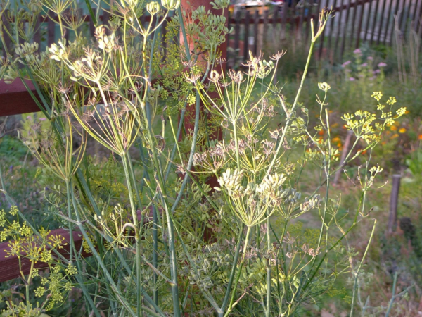 Fenykl obecný (Foeniculum vulgare)