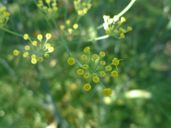 Fenykl obecný (Foeniculum vulgare)