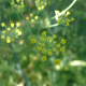 Fenykl obecný (Foeniculum vulgare)