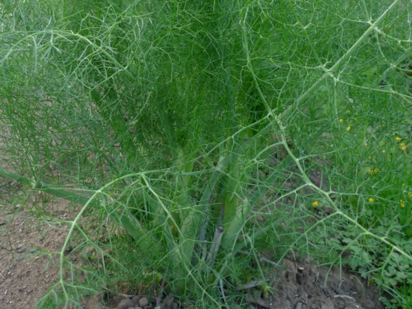 Fenykl obecný (Foeniculum vulgare)