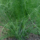 Fenykl obecný (Foeniculum vulgare)