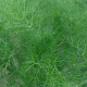 Fenykl obecný (Foeniculum vulgare)