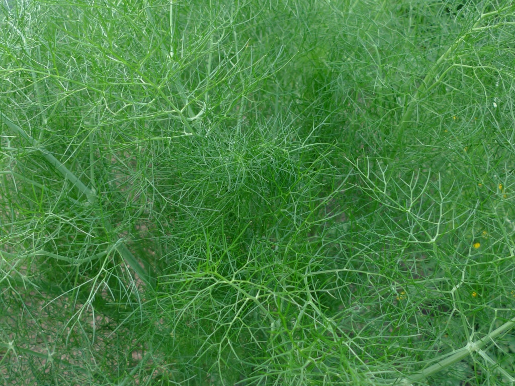 Fenykl obecný (Foeniculum vulgare)