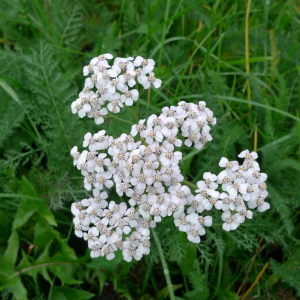 Řebříček obecný (Achillea millefolium)