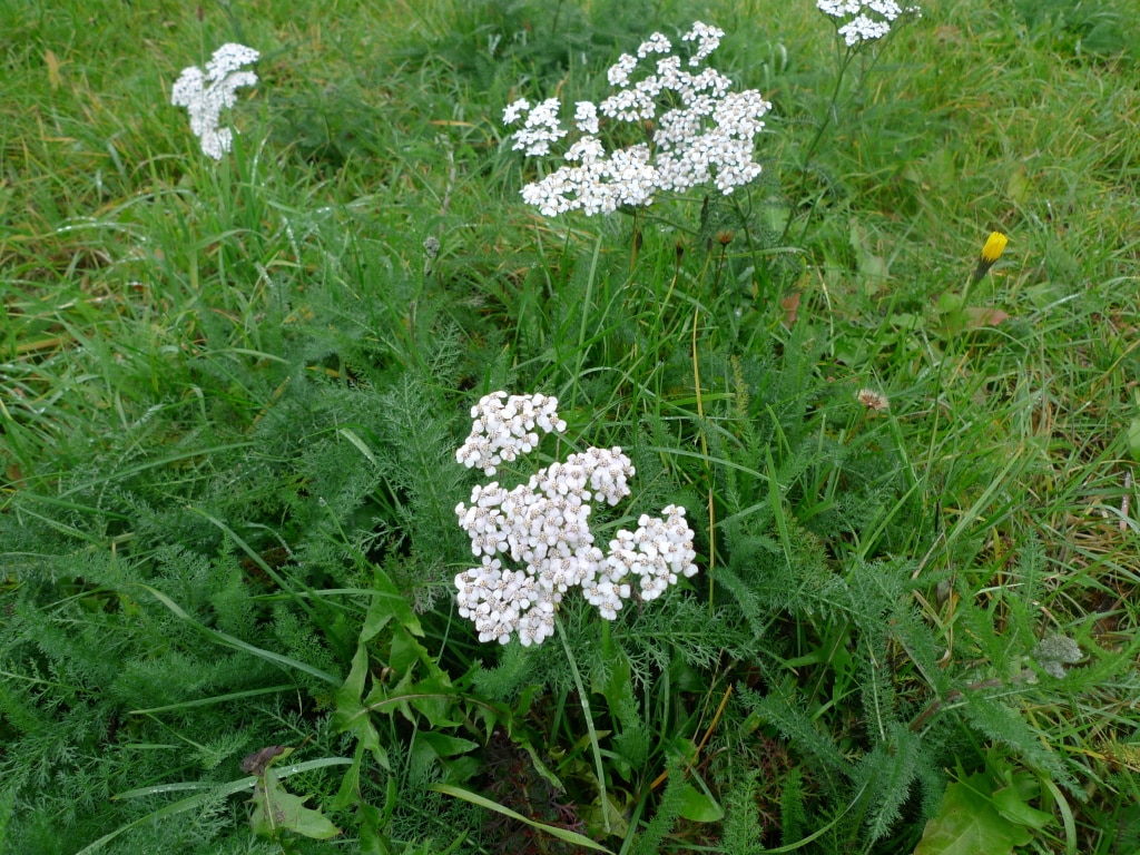 Řebříček obecný (Achillea millefolium)