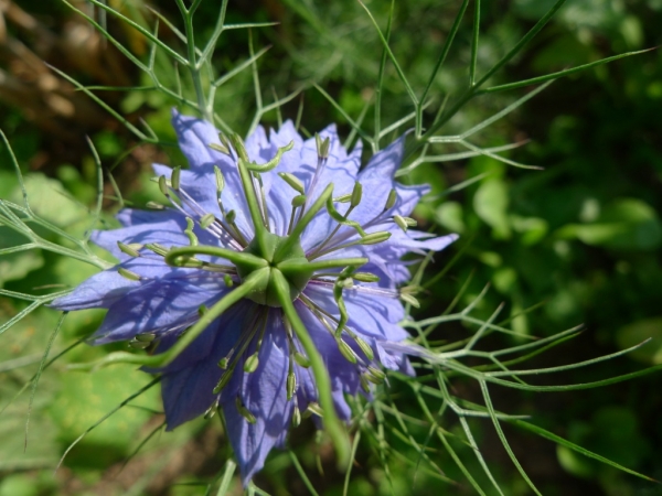 Černucha damašská (Nigella damascena)