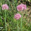 Česnek tuhý (Allium strictum)