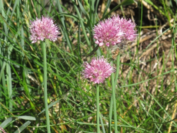 Česnek tuhý (Allium strictum)